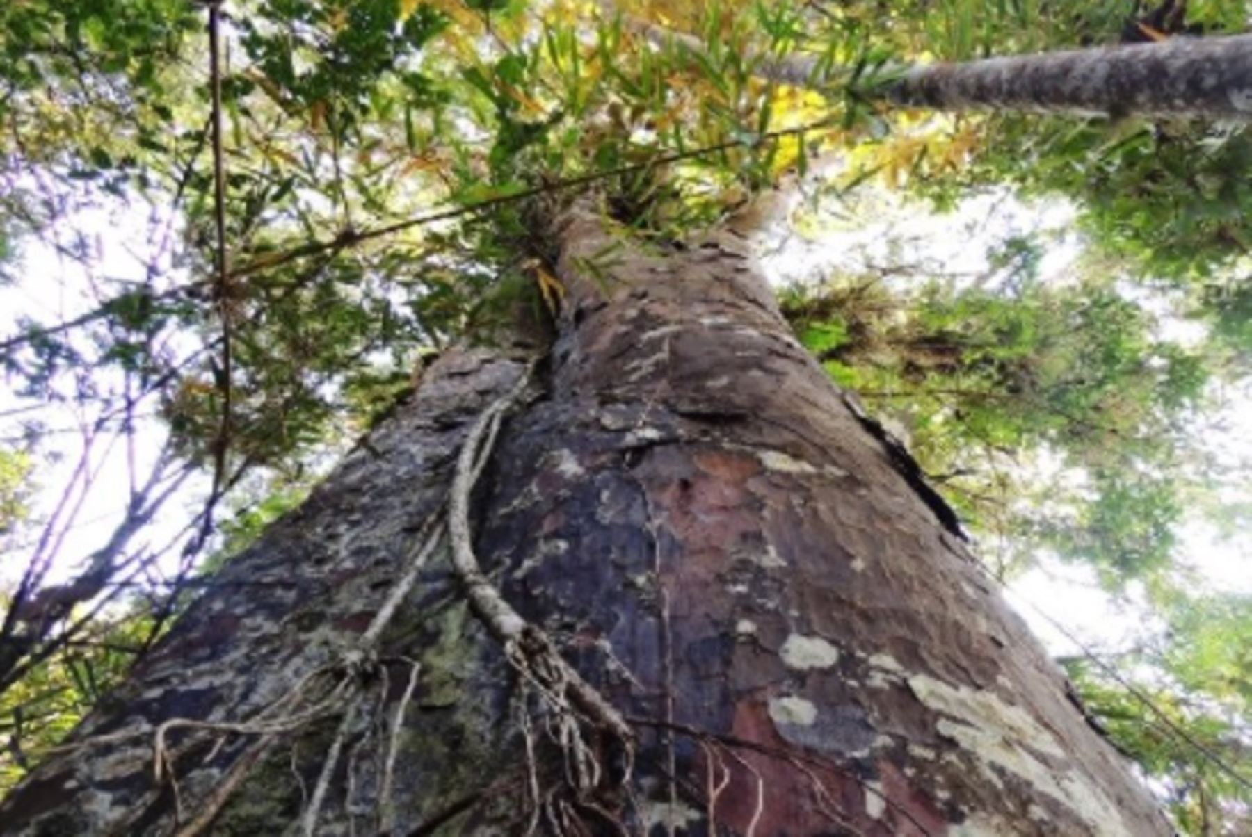 Cada árbol ofrece beneficios como la purificación del agua y del aire, absorbiendo los gases contaminantes. También retienen el agua de las lluvias y filtran acuíferos, regulan el clima, protegen a las personas de los rayos solares, de la lluvia y del viento, además de ser ecosistemas o refugios vivos que albergan a numerosas especies. ANDINA/Difusión