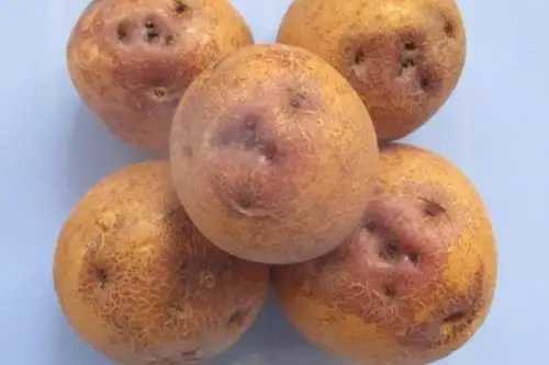 Nueva variedad de papa "Perú Bicentenario." Foto: Cortesía.