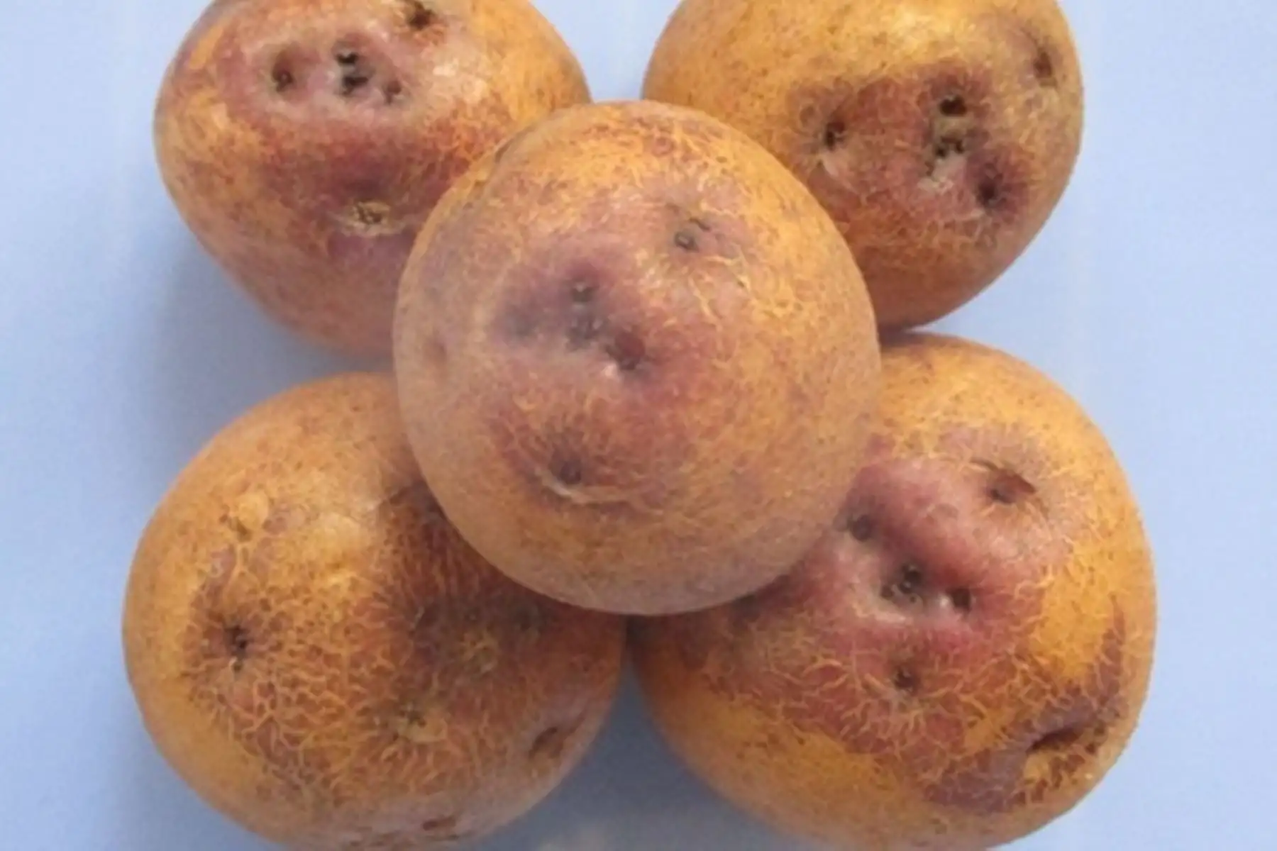 Nueva variedad de papa "Perú Bicentenario." Foto: Cortesía.