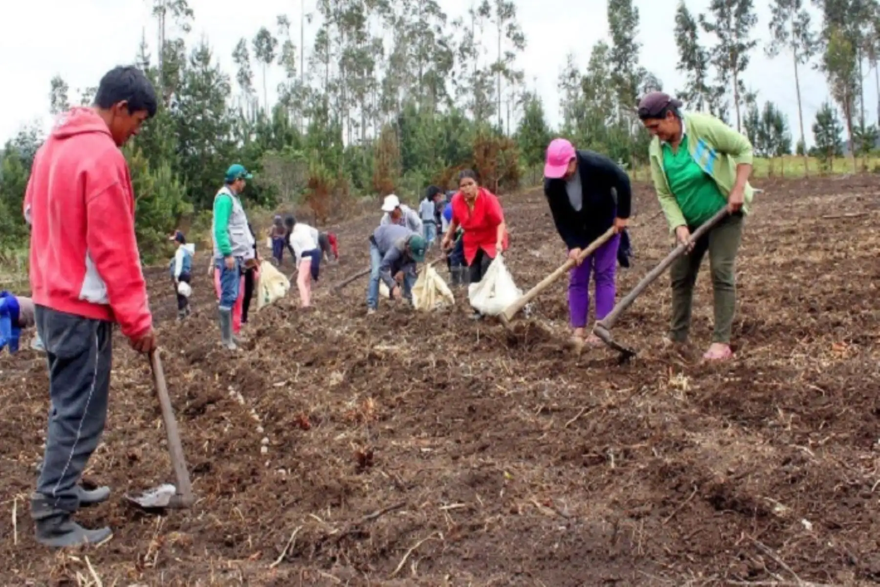 Una de las prioridades del Midagri es acelerar los procesos de titulación de predios rurales. ANDINA/Difusión