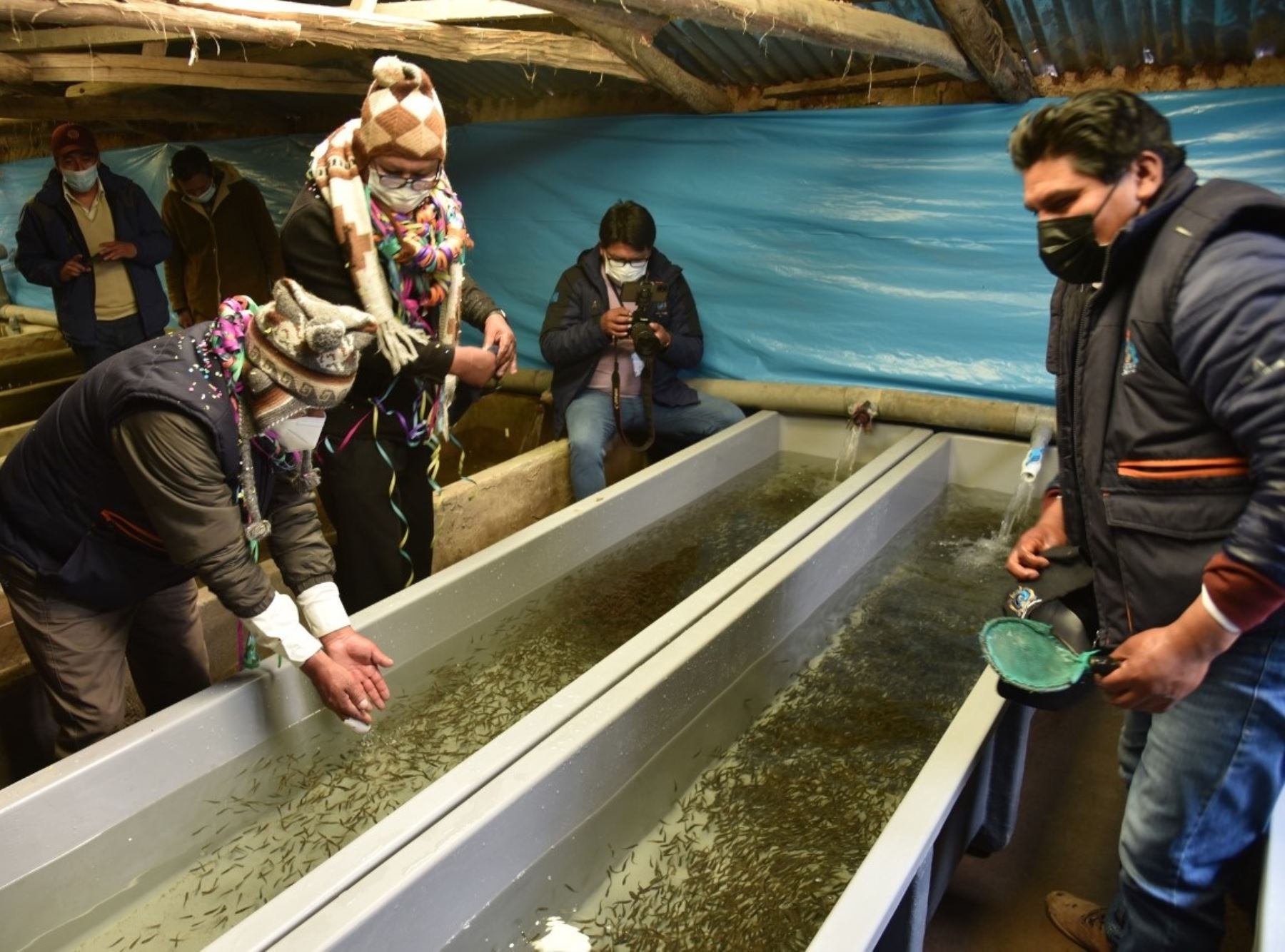 Puno entrega módulos de producción de alevinos de trucha para reactivar el sector acuícola y beneficiar a pequeños productores que se dedican a esta actividad. ANDINA/Difusión