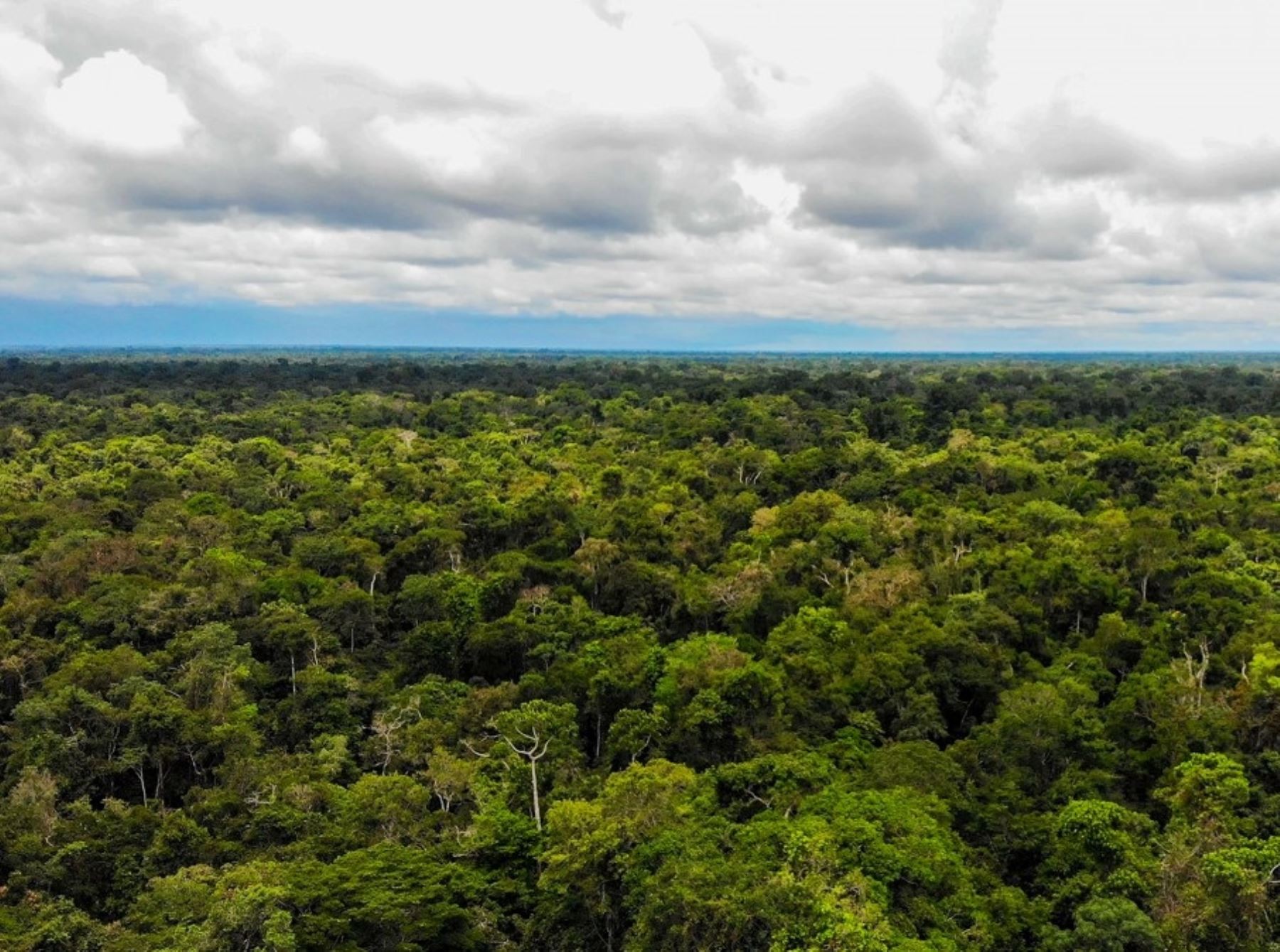 Osinfor resaltó la labor de las comunidades indígenas por la conservación de los bosques húmedos gracias al mecanismo de compensación de multas.