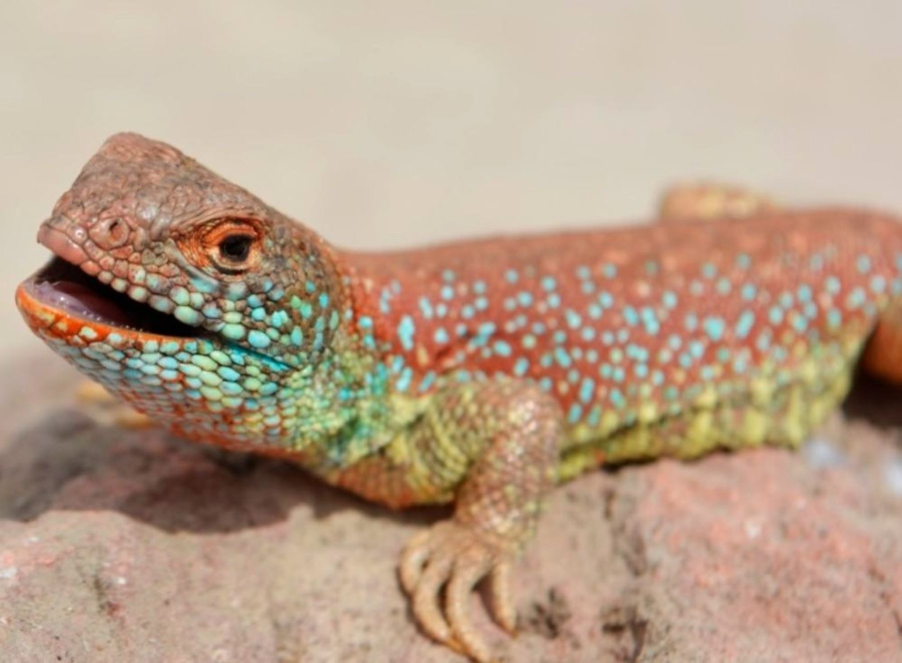 La nueva especie de lagarto hallada en Tacna fue bautizada con el nombre de Liolaemus basadrei,  en homenaje al gran historiador tacneño Jorge Basadre Grohmann.