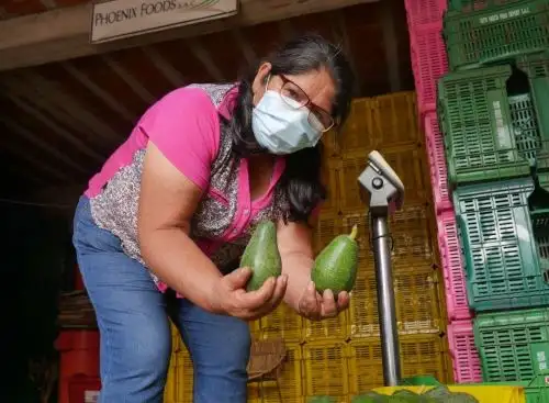 La palta es uno de los principales productos agrícolas de exportación de Áncash. En lo que va del año la región ha recibido ingresos por US$ 40 millones por sus ventas a Estados Unidos, Europa y Asia.