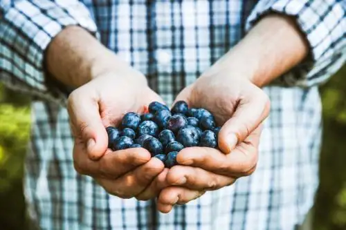 Al cumplirse 10 años de adhesión del Perú al Convenio de la Unión Internacional para la Protección de las Obtenciones Vegetales, se ha registrado un incremento sostenido de solicitudes extranjeras para registrar nuevas variedades vegetales que hoy marcan la pauta en los cultivos de agroexportación nacionales, tales como arándanos, cítricos, vides, entre otros. ANDINA/Difusión
