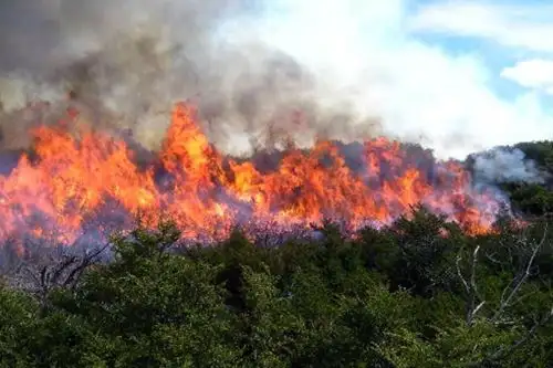 Un total de 449 alertas por incendios forestales se han reportado en Perú hasta el martes 12 de julio, reveló el Serfor. Foto: ANDINA/difusión.