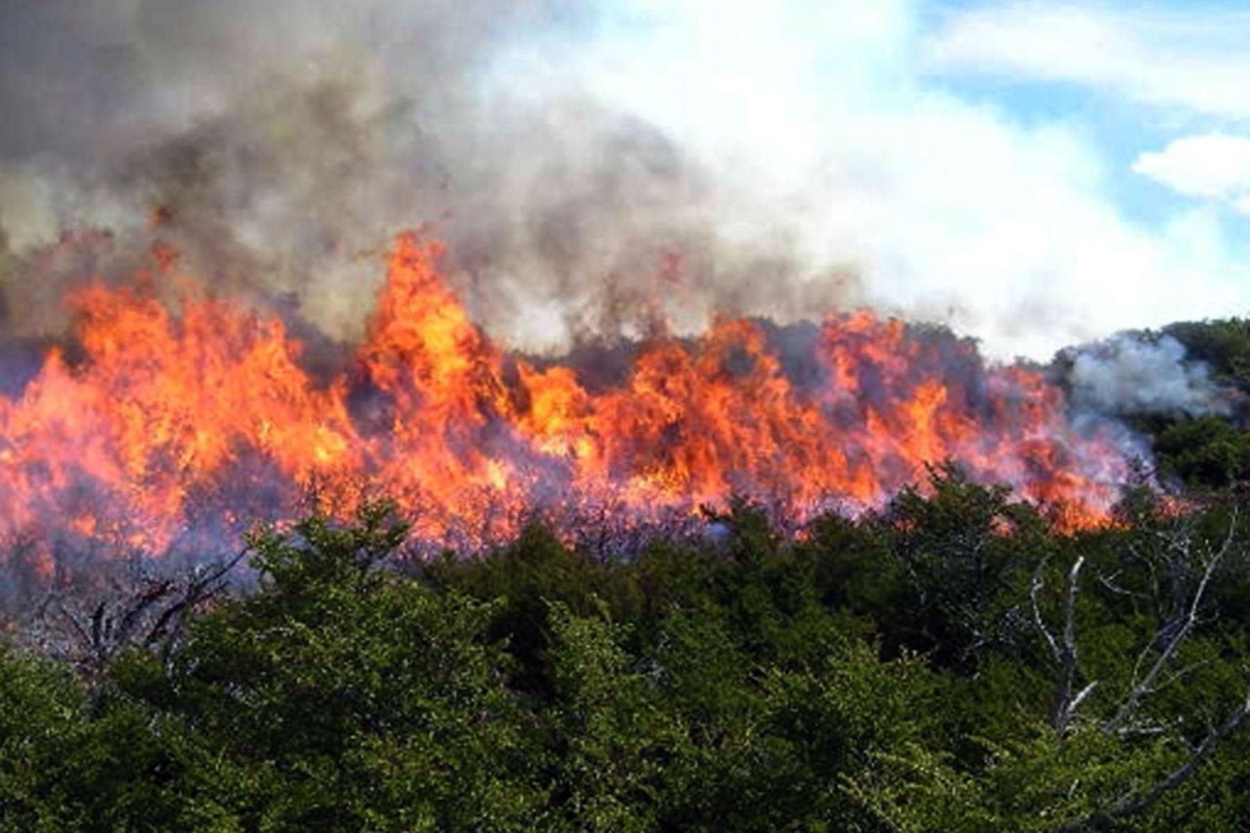 Los incendios forestales registrados durante el 2020 ocasionaron la pérdida de más de 10,391 hectáreas de cobertura vegetal, 16,301 hectáreas de cultivos agrícolas y 11,645 cabezas de ganado. Foto: ANDINA/Difusión