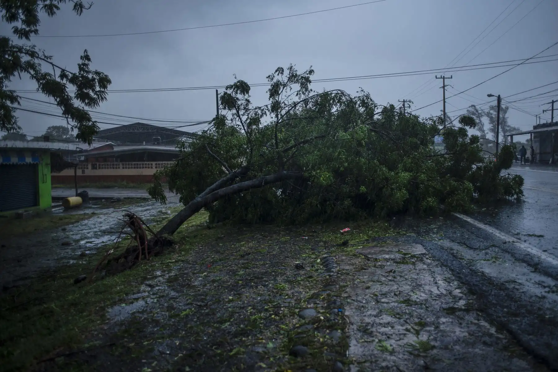 Vista de un árbol caído causado por la llegada a tierra del huracán Grace en Tecolutla, Veracruz, México. Foto: AFP