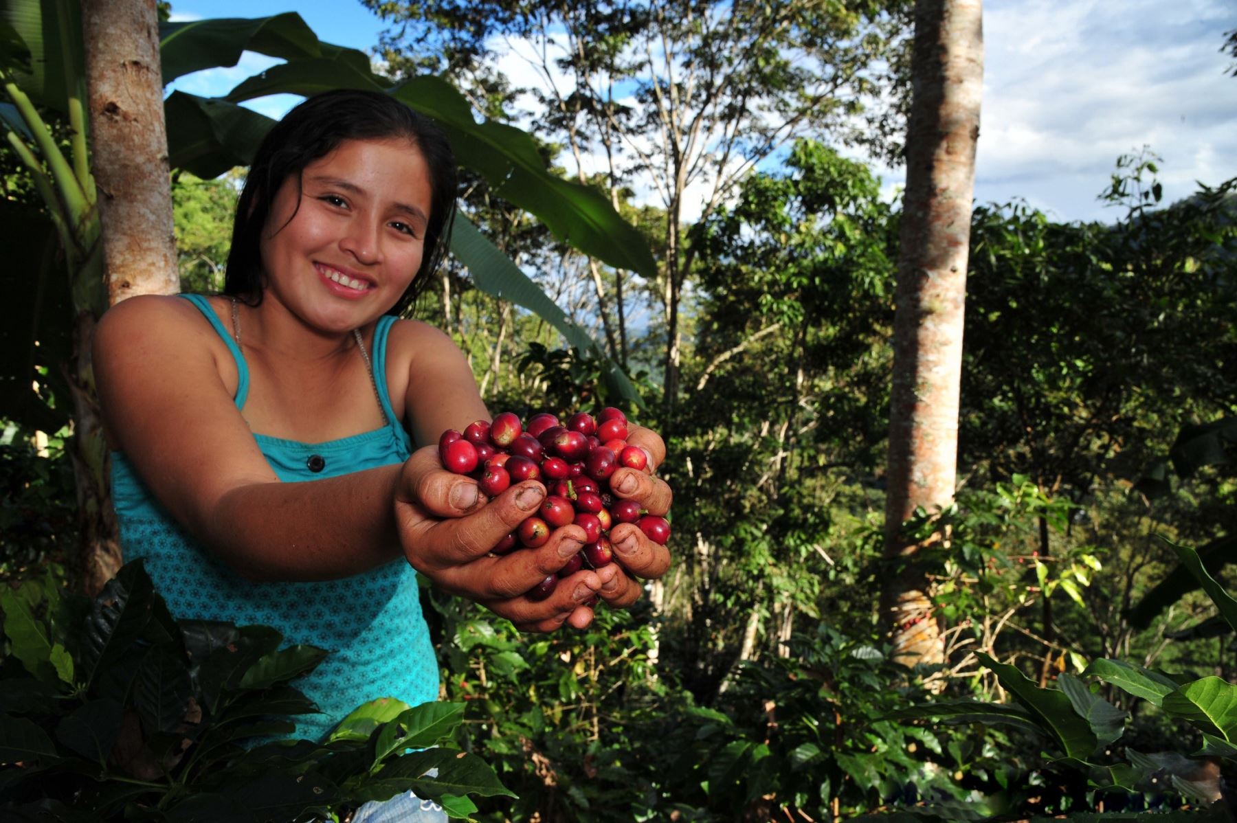 El café producido en Villa Rica, región Pasco, cuenta con denominación de origen otorgada por el Indecopi.  ANDINA/Difusión