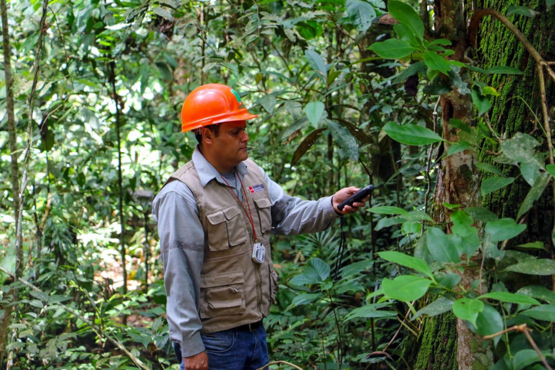 Osinfor resalta que plataforma digital SIGOSFC impulsa competitividad del sector forestal.