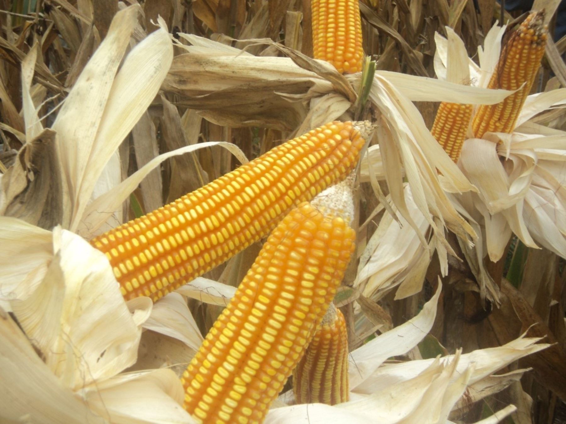 El INIA liberó en la región San Martín una nueva variedad de maíz amarillo duro de alta calidad ideal para la Amazonía peruana.