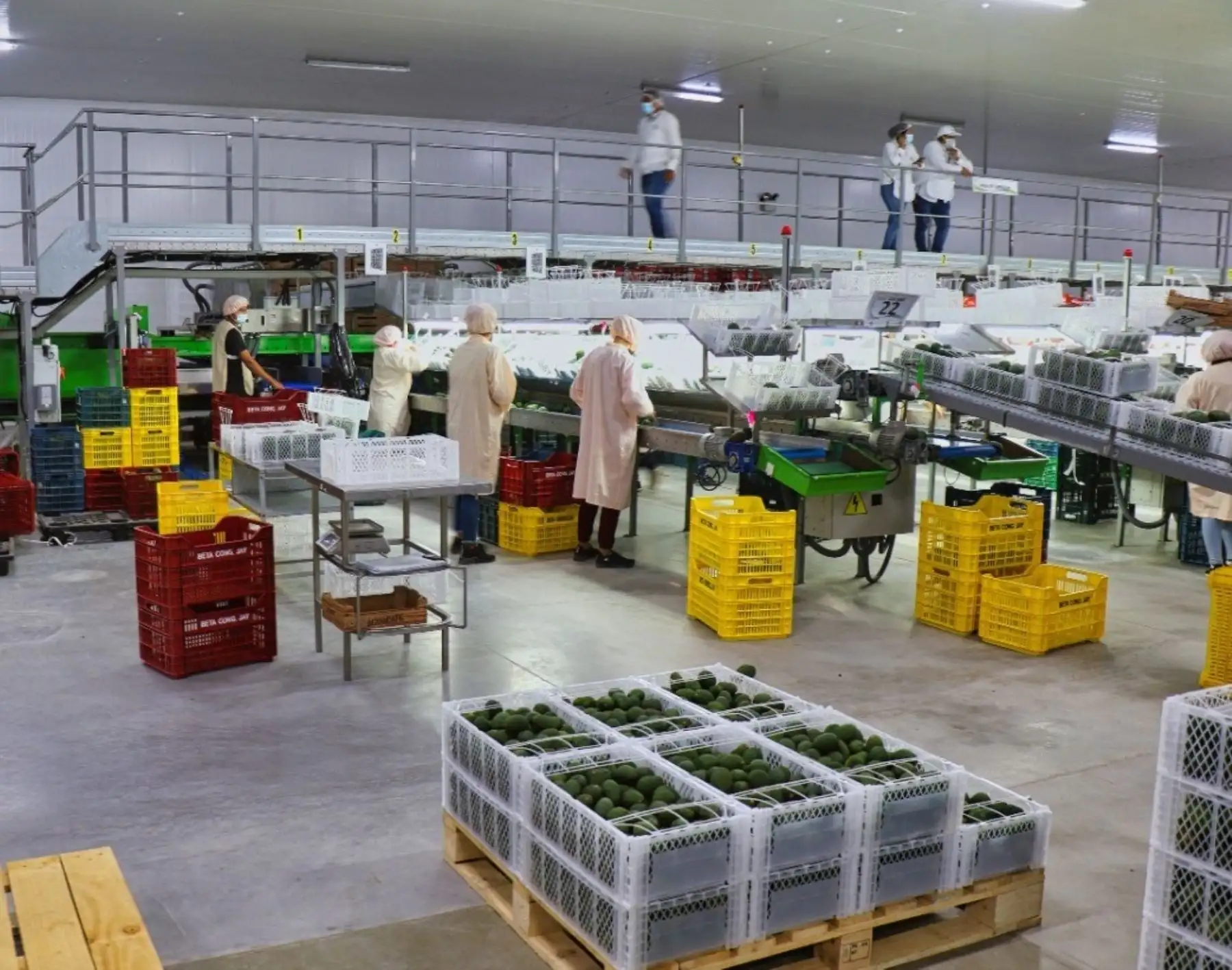Lambayeque se consolida como una de las regiones agroexportadoras líderes del país y también destaca el aumento de la producción agrícola.