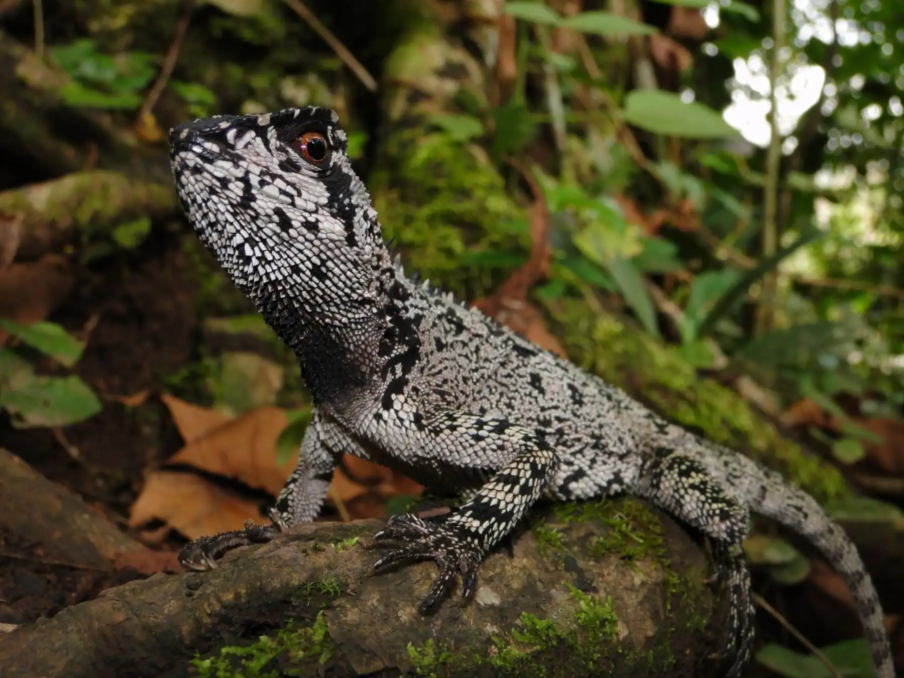 Un nuevo descubrimiento científico fue anunciado por el Sernanp que informó del hallazgo de una nueva especie de lagartija en el Parque Nacional Tingo María, en Huánuco. Foto: Pablo Venegas