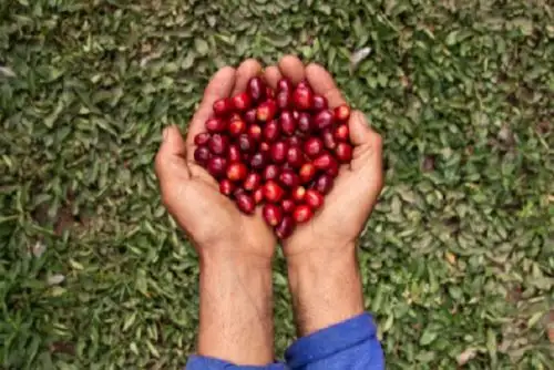 El INIA desarrolla trabajos de prueba de adaptación de las accesiones en pisos agroecológicos de la región Cusco.