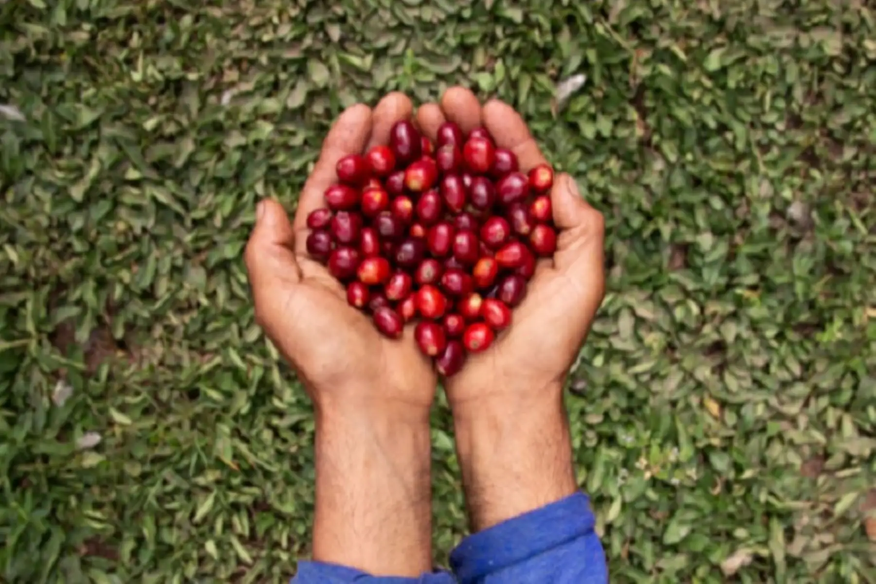 El INIA desarrolla trabajos de prueba de adaptación de las accesiones en pisos agroecológicos de la región Cusco.