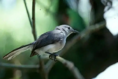 Su pico es delgado y negro, al igual que sus patas. Su plumaje es de color gris, mientras que su pecho y la parte inferior  de su cola son de color blanco. Sus largas alas le permiten un buen desplazamiento por las copas de los árboles.