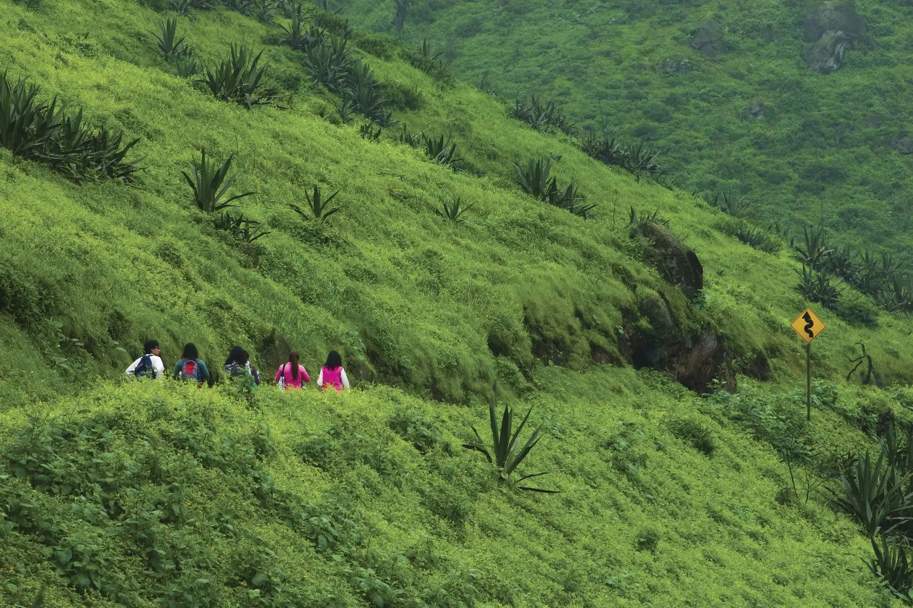 La Reserva Nacional de Lachay es uno de los destinos de naturaleza más importantes ubicado cerca de la ciudad de Lima y es el lugar preferido por las personas que quieren disfrutar del contacto con la naturaleza. Foto: Cortesía/Christian Quispe