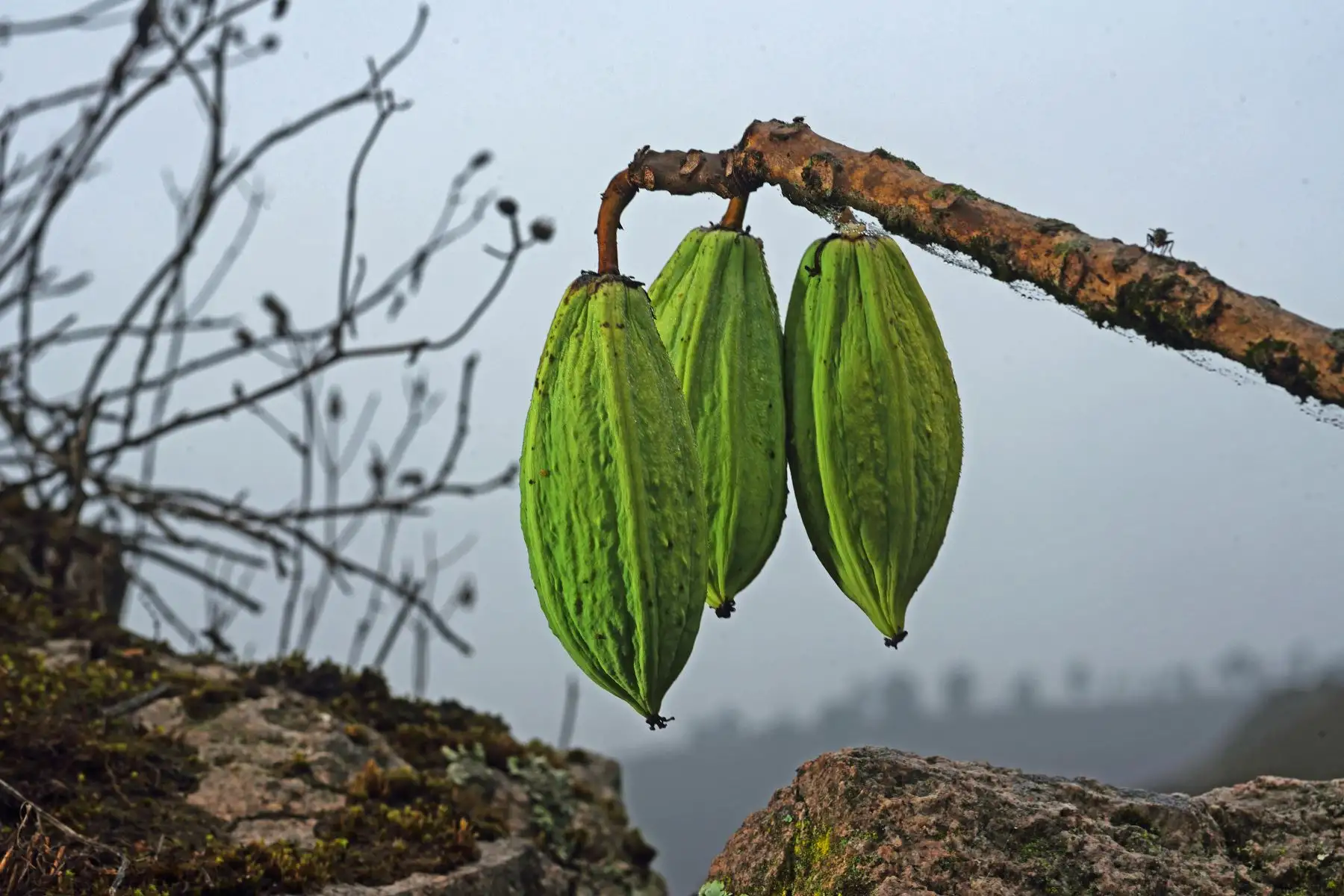 La Reserva Nacional de Lachay es uno de los destinos de naturaleza más importantes ubicado cerca de la ciudad de Lima y es el lugar preferido por las personas que quieren disfrutar del contacto con la naturaleza. Foto: Cortesía/Christian Quispe