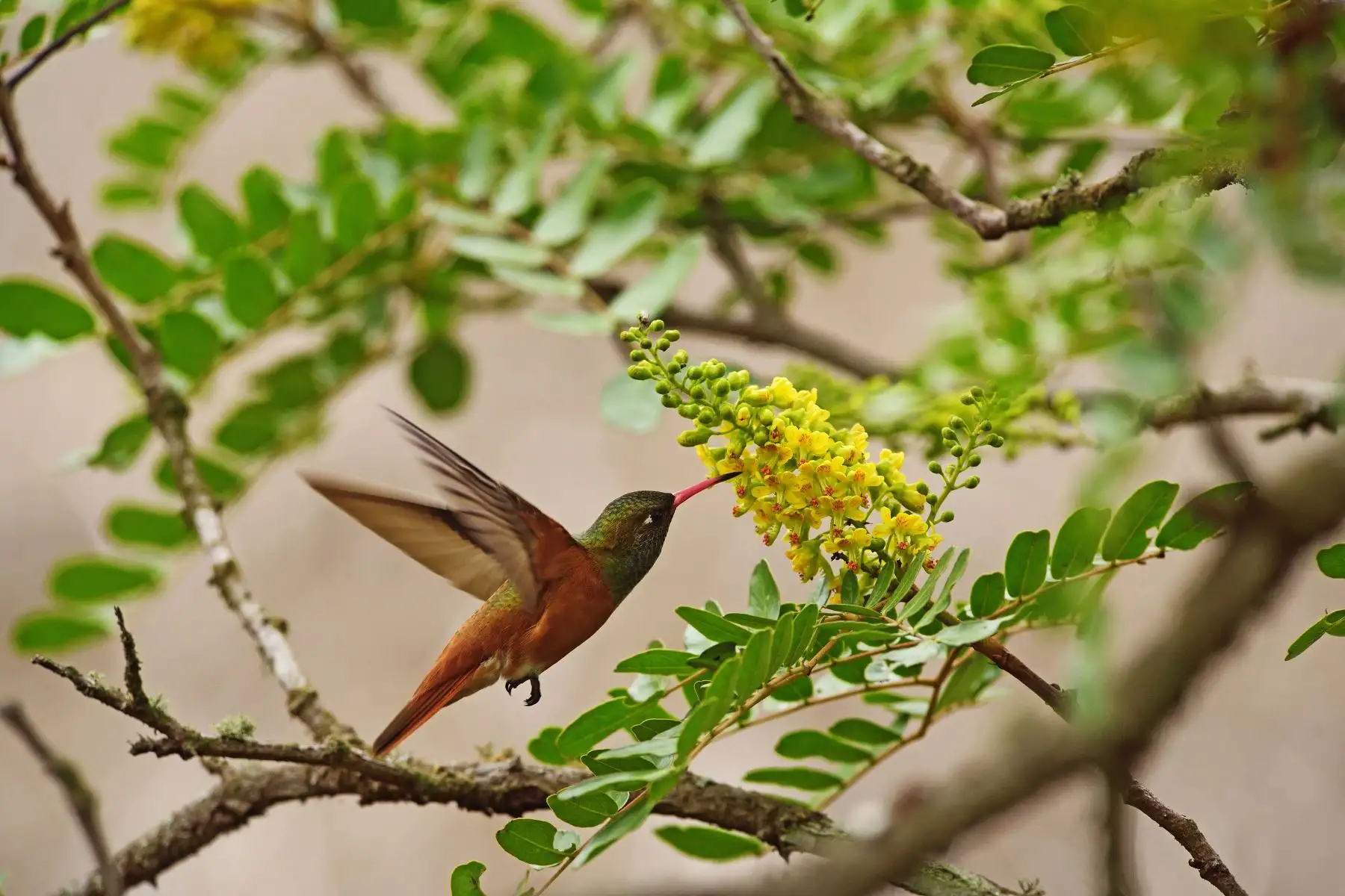 La Reserva Nacional de Lachay es uno de los destinos de naturaleza más importantes ubicado cerca de la ciudad de Lima y es el lugar preferido por las personas que quieren disfrutar del contacto con la naturaleza. Foto: Cortesía/Christian Quispe