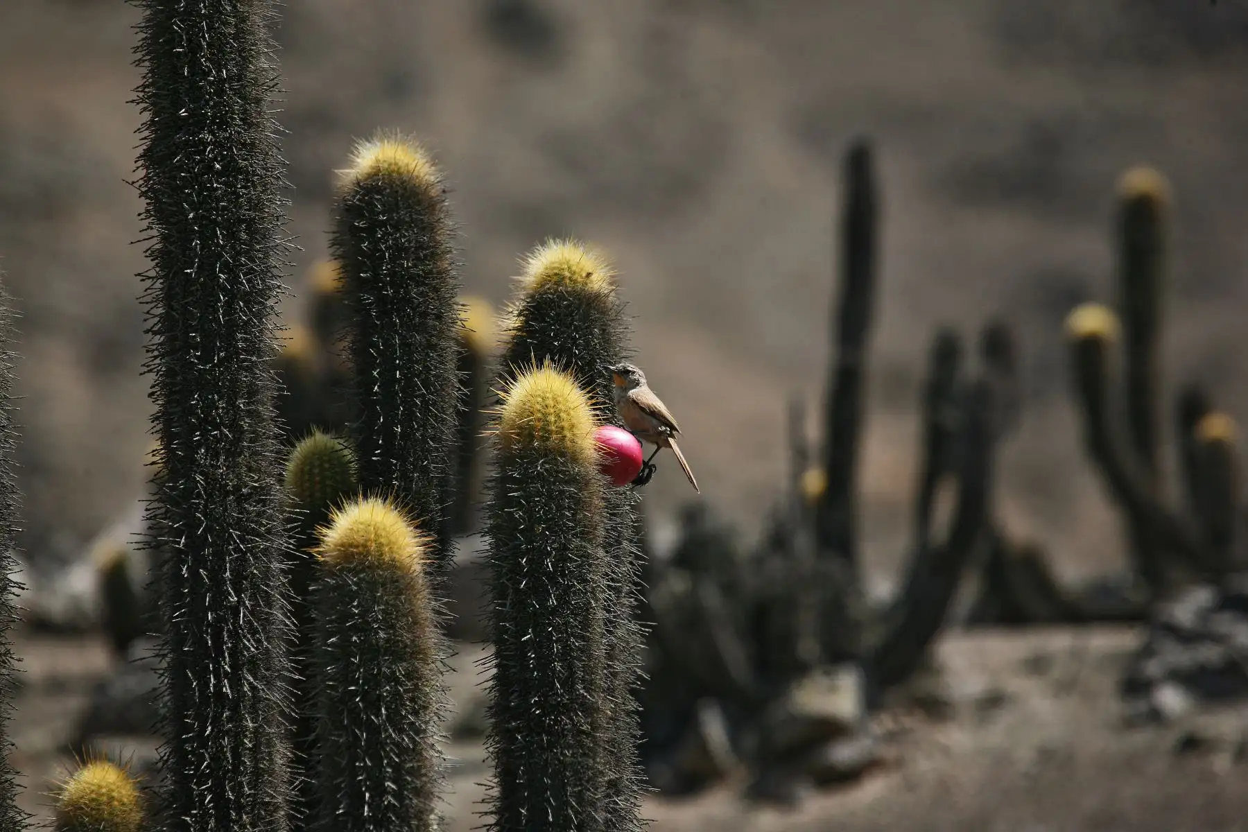 La Reserva Nacional de Lachay es uno de los destinos de naturaleza más importantes ubicado cerca de la ciudad de Lima y es el lugar preferido por las personas que quieren disfrutar del contacto con la naturaleza. Foto: Cortesía/Christian Quispe