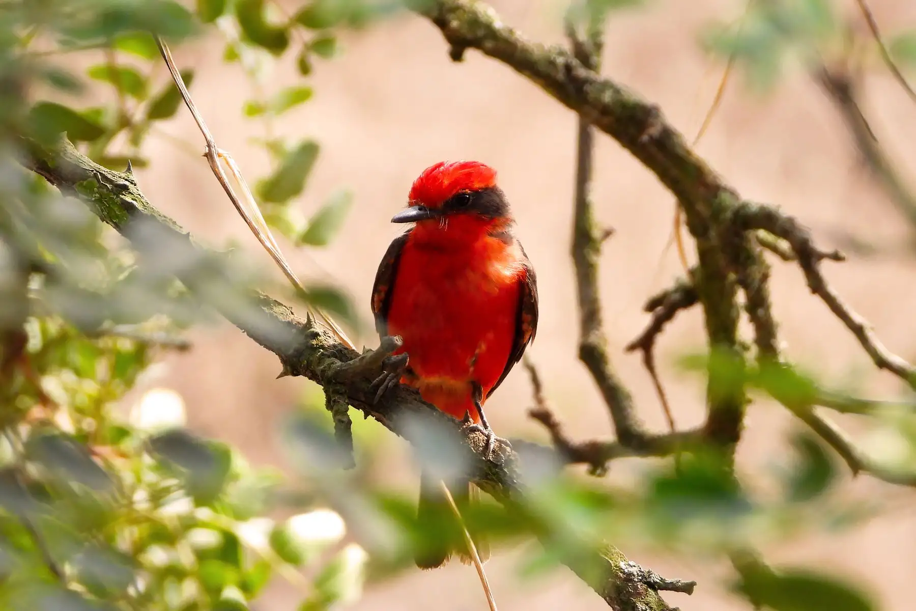 La Reserva Nacional de Lachay es uno de los destinos de naturaleza más importantes ubicado cerca de la ciudad de Lima y es el lugar preferido por las personas que quieren disfrutar del contacto con la naturaleza. Foto: Cortesía/Kerly Castillo