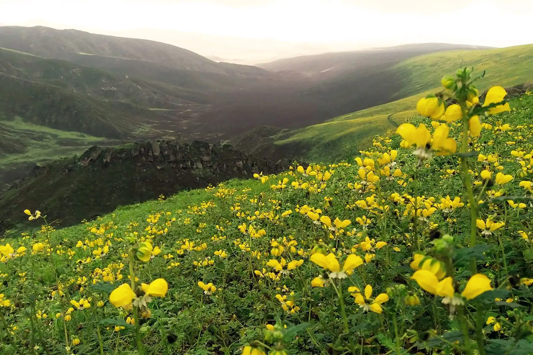 La Reserva Nacional de Lachay es uno de los destinos de naturaleza más importantes ubicado cerca de la ciudad de Lima y es el lugar preferido por las personas que quieren disfrutar del contacto con la naturaleza. Foto: Cortesía/Kerly Castillo