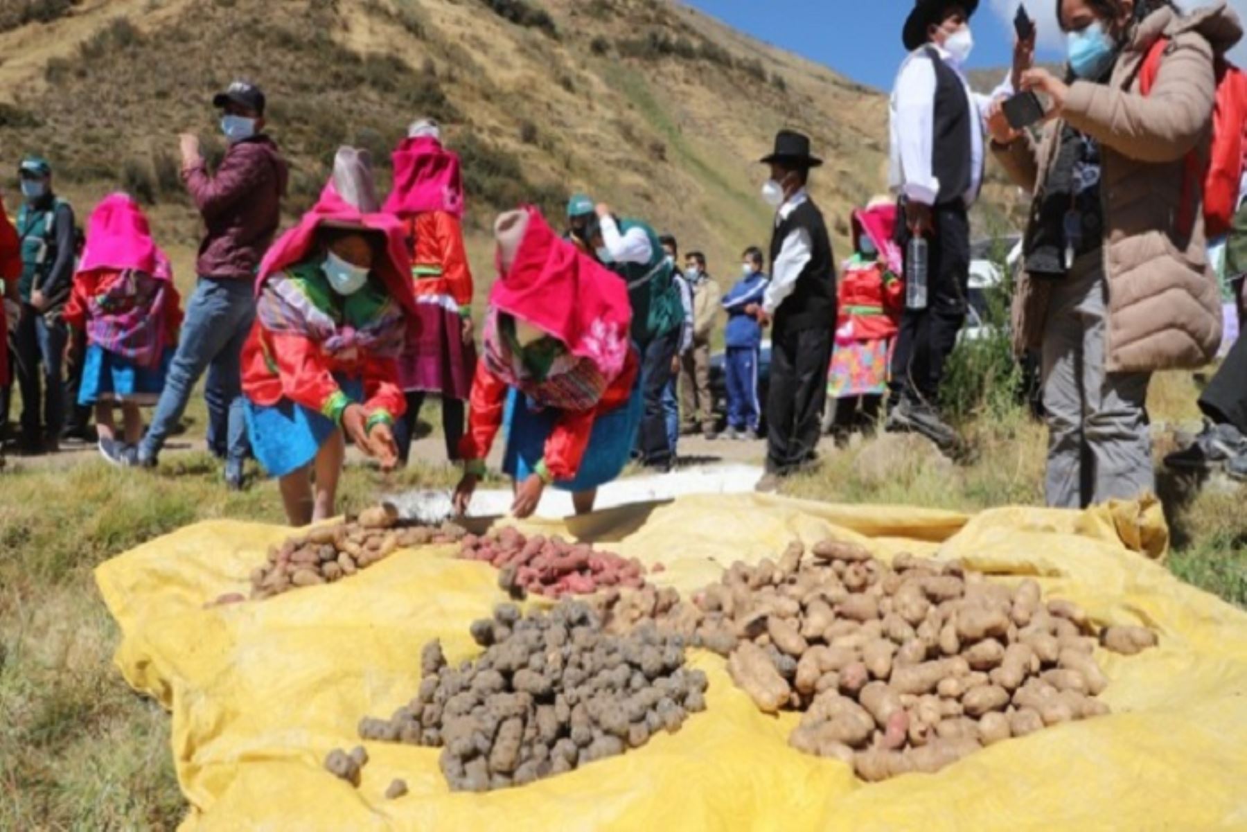 Senasa confirma que la papa, cebolla y tomate de Perú no puede ingresar a  Bolivia | Noticias | Agencia Peruana de Noticias Andina