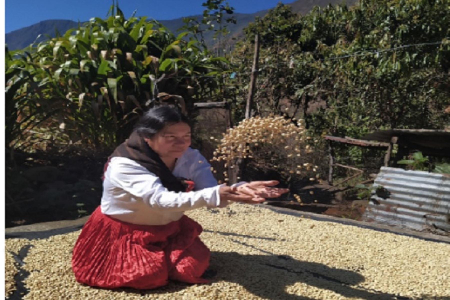 La provincia cusqueña de La Convención es la nueva ruta del café en el circuito turístico Choquequirao, Santa Teresa y Machu Picchu, acceso a la selva amazónica del Cusco.