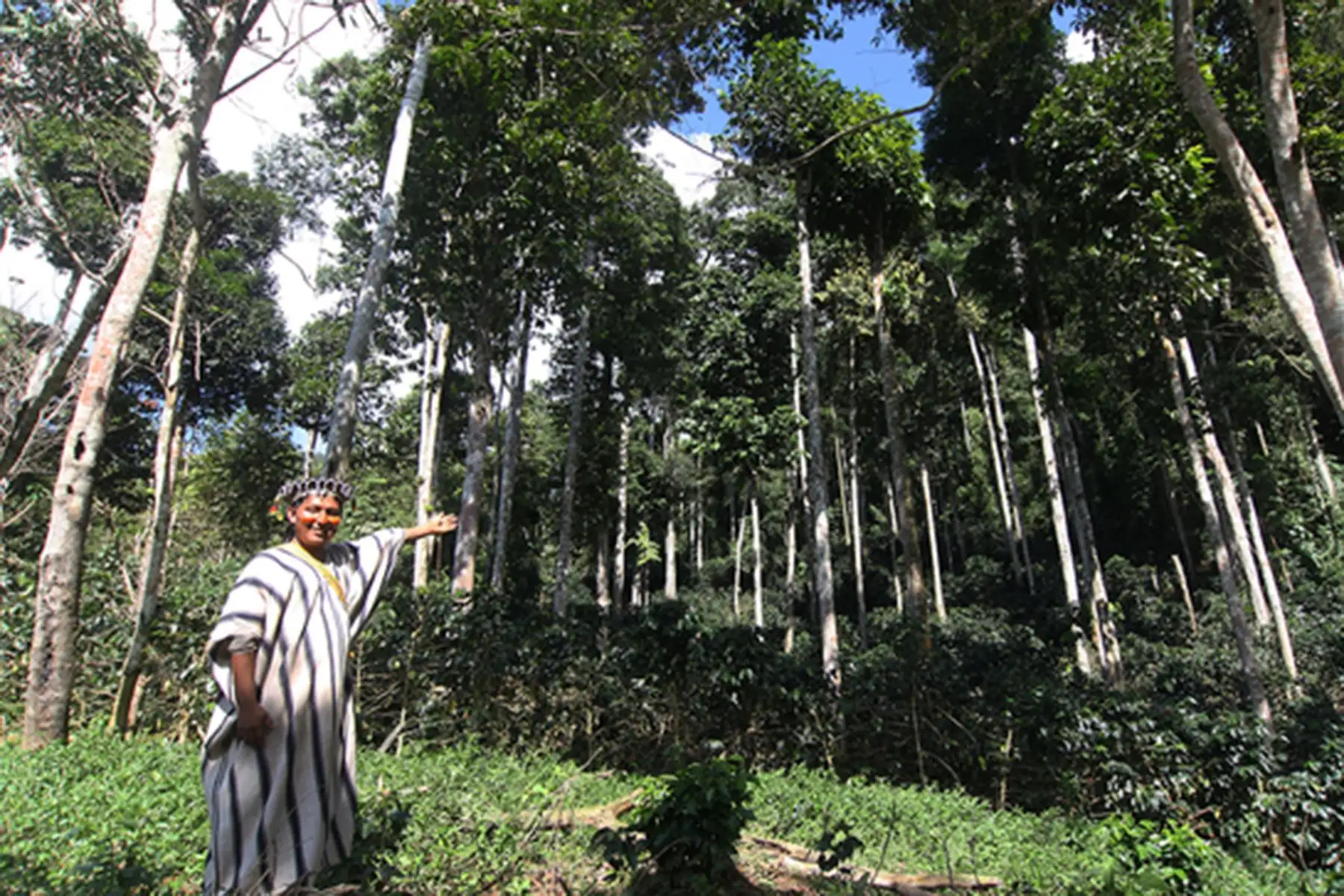 Hoy se celebra el Día del árbol y cabe recordar que más de 50 pueblos originarios en el Perú viven en las inmediaciones y conservan los bosques. ANDINA/Difusión