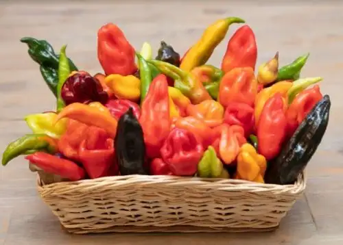 Perú posee la mayor variedad de especies cultivadas de ají. ANDINA/Difusión