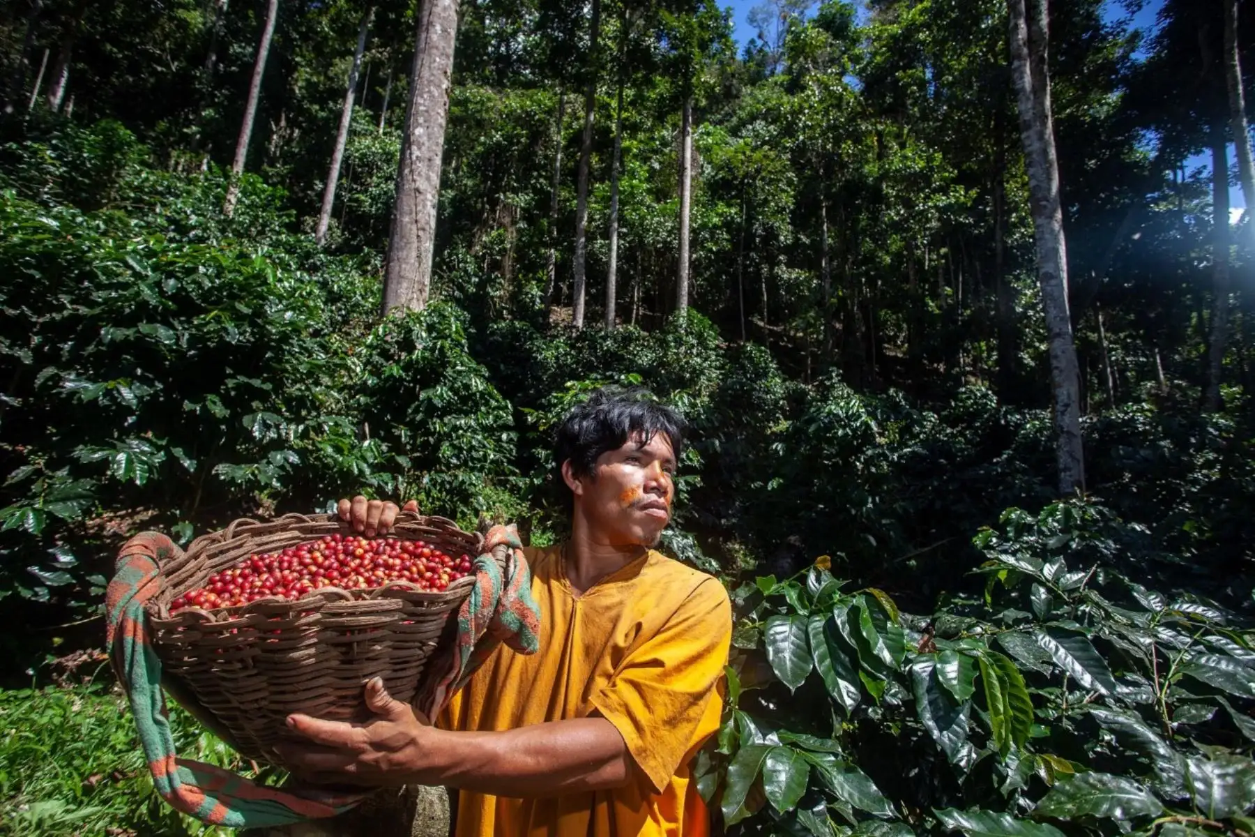 El Programa Nacional de Conservación de Bosques para la Mitigación del Cambio Climático del Ministerio del Ambiente (Minam) convoca a comunidades nativas de ámbitos priorizados en las regiones de Amazonas, Cusco, Junín, Loreto, Madre de Dios y Pasco, a participar del proceso de afiliación para acceder a incentivos económicos que les permitirá conservar sus bosques. Foto: ANDINA/difusión.