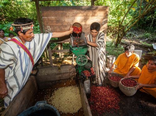 Comunidades indígenas de Junín participarán en concurso que busca elegir el mejor café de la región. ANDINA/Difusión