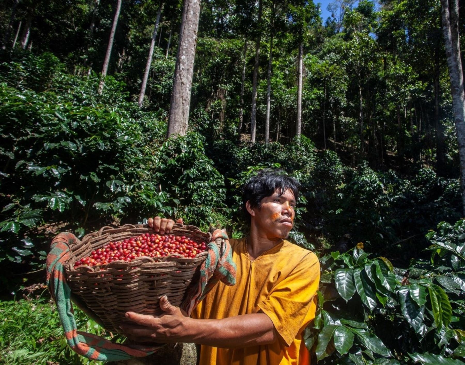 Comunidades indígenas de Junín producen café sin deforestar y ayudan a conservar los bosques amazónicos gracias al apoyo del Programa Forestal del Serfor. ANDINA/Difusión