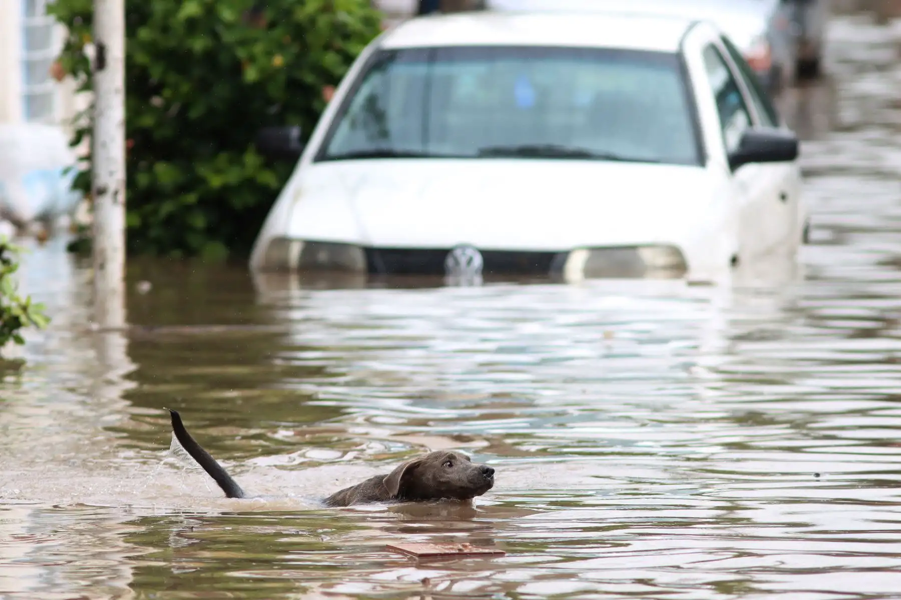 Un perro nada en una calle inundada tras las fuertes lluvias en Tlaquepaque, estado de Jalisco, México. Foto: AFP