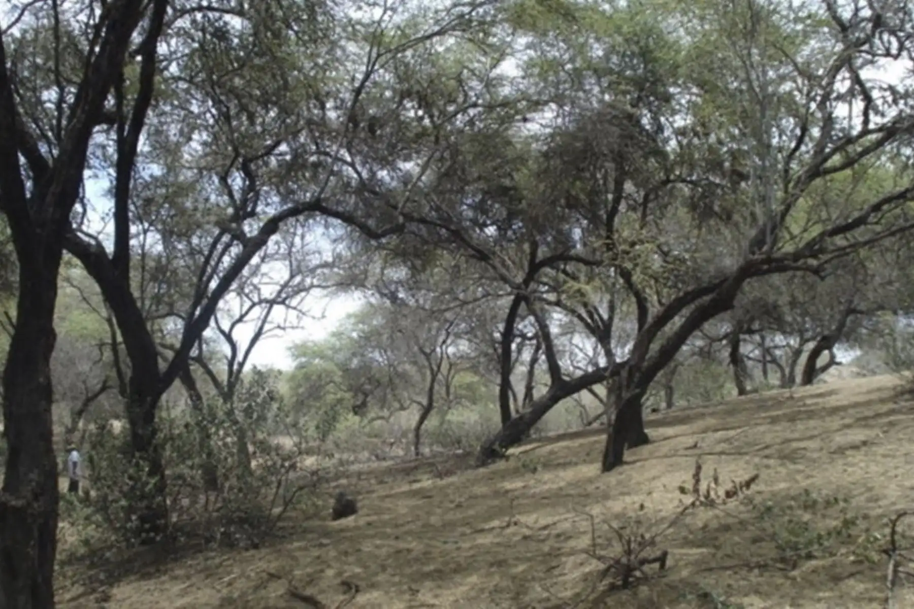 El Serfor busca garantizar la gestión forestal adaptada a las necesidades actuales que permita promover el aprovechamiento sostenible, mediante la declaración de manejo, de recursos forestales maderables en los bosques secos, ubicados en tierras de comunidades campesinas, comunidades nativas o predios privados. ANDINA/Difusión