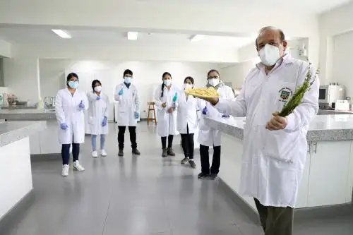 Aprovechando las propiedades de la tara y la inca muña los investigadores extraen sus compuestos antioxidantes, los procesan y purifican parcialmente para terminar sumergiendo las hojuelas de papa sobre estos. /Foto: Concytec