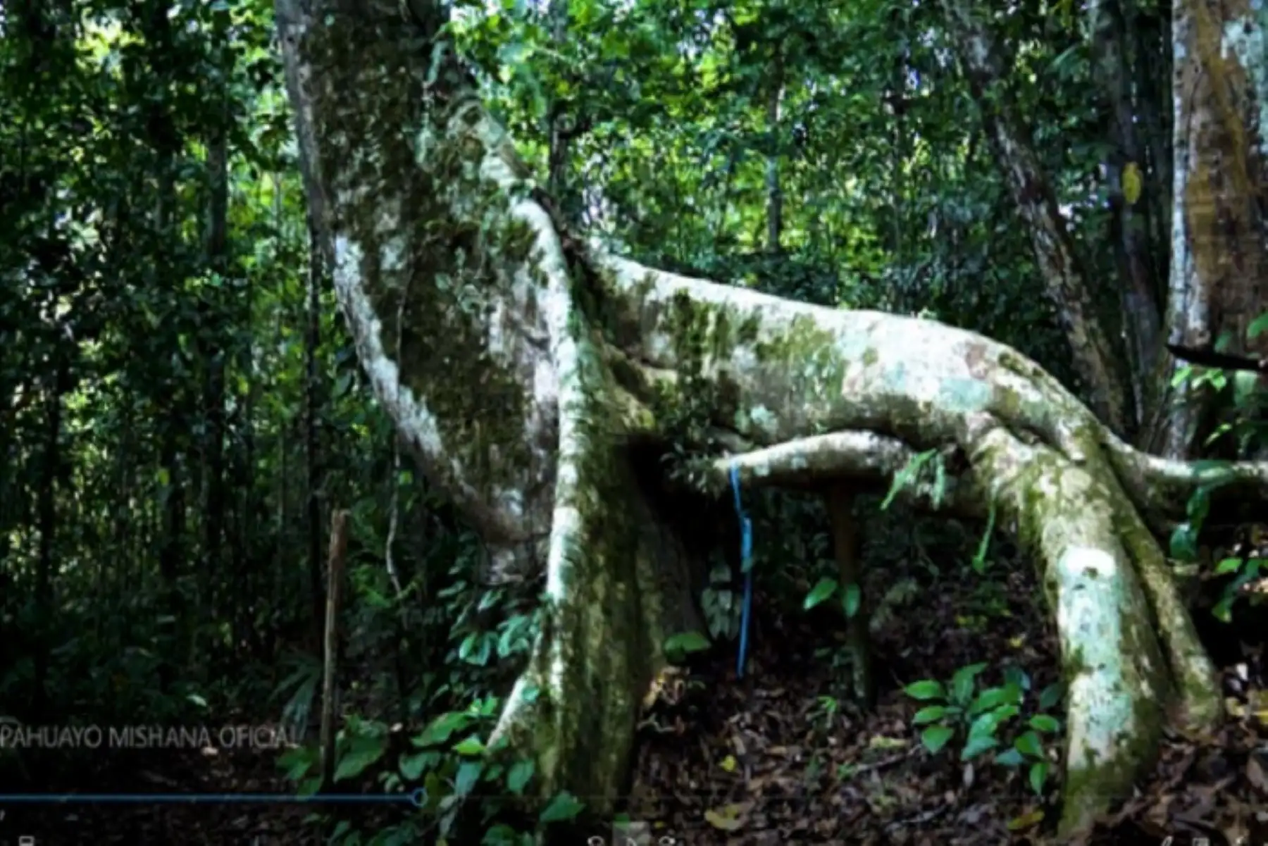 El Minam recuerda que actualmente el 100 % de áreas naturales protegidas que reciben turistas se han reactivado, cumpliendo todos los protocolos de seguridad necesarios.