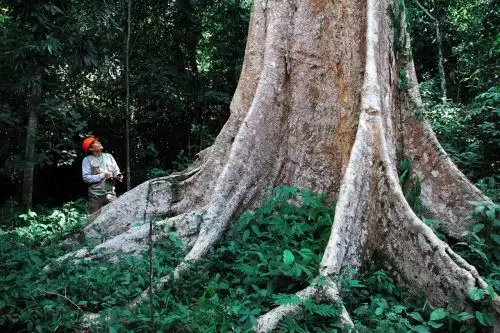 Osinfor mejora sistema de información para una mejor gestión forestal y en fauna silvestr