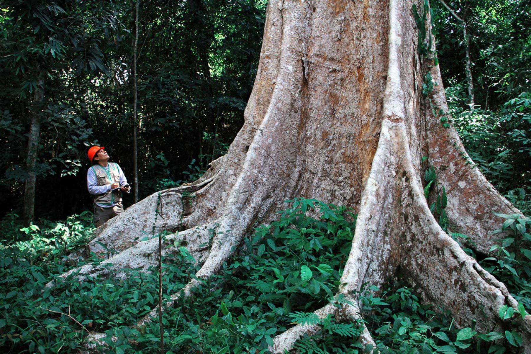 Osinfor mejora sistema de información para una mejor gestión forestal y en fauna silvestr