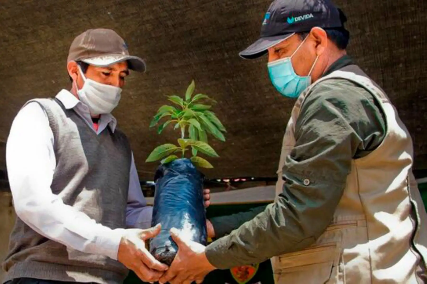 Pucacolpa, uno de los distritos más alejados de la provincia de Huanta, se caracteriza por la producción de maíz, frijol y café. Foto: ANDINA/Devida.