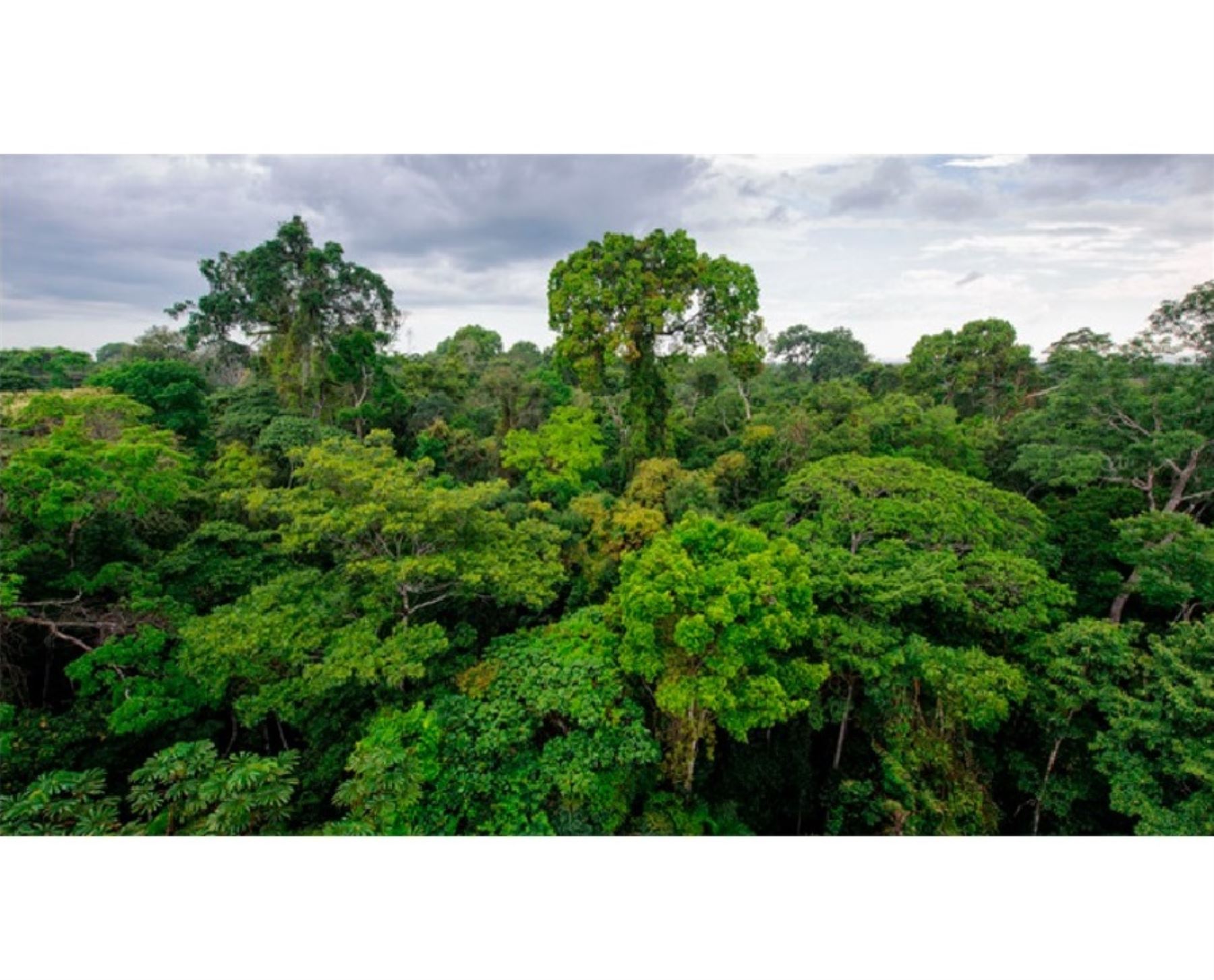 El Perú renueva su compromiso para combatir la deforestación en la Amazonía, ratificó el Ministerio del Ambiente. ANDINA/Difusión