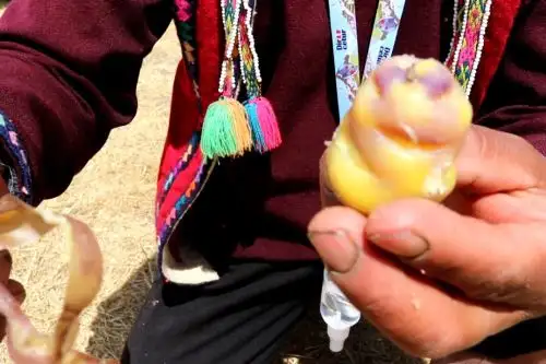 Semillas donadas son de tubérculo fortificado y de alta capacidad inmunológica, cuya variedad es única en la región Cusco. Foto: ANDINA/Difusión