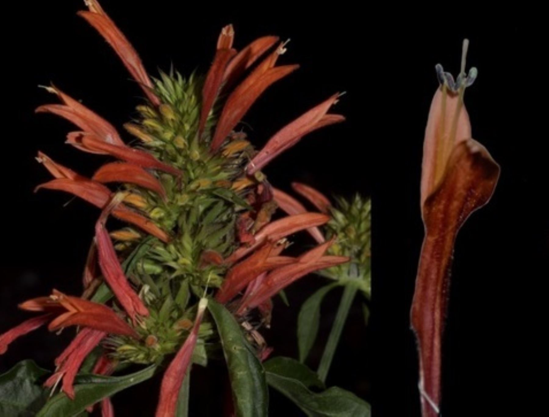 Descubren una nueva especie de planta en bosque de protección ubicado en las regiones Junín y Pasco, informó el Sernanp. ANDINA/Difusión