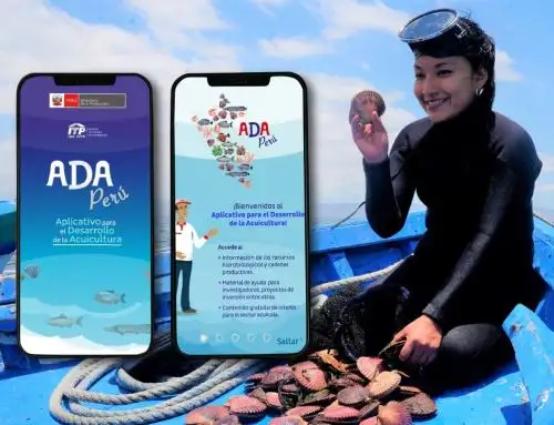 El Instituto Tecnológico de la Producción lanzó el nuevo aplicativo móvil "Ada Perú", que tiene como objetivo potenciar la producción y emprendimiento acuícola de conchas de abanico. Foto: ANDINA/difusión.