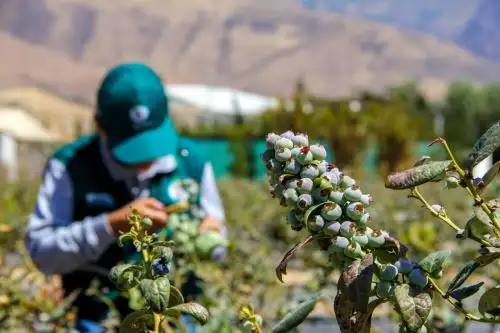 Arándanos cultivados en Perú. Foto: Cortesía.