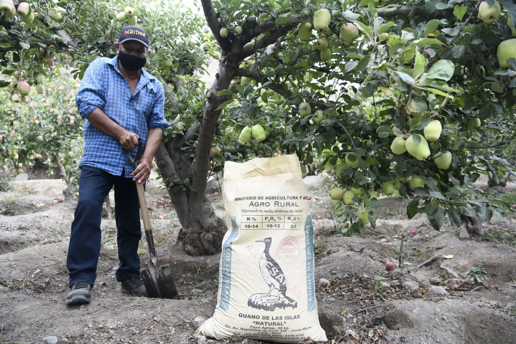 Apoyo a la Agricultura Familiar:Midagri dispone distribución de 1,500 t de guano de islas