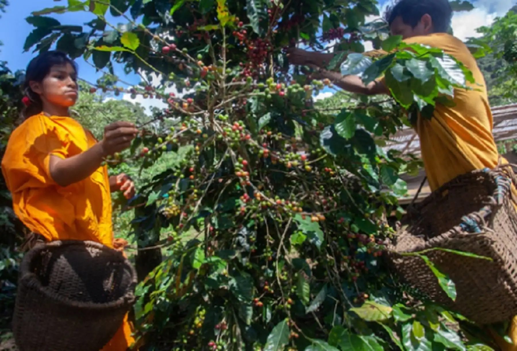 Comunidades indígenas recibirán incentivos económicos para proteger sus bosques. ANDINA/Difusión