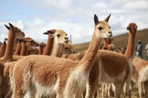 Instituciones trabajarán en cuatro ejes que buscarán erradicar estos actos de crueldad y afectación al patrimonio de fauna silvestre. Foto: ANDINA/Difusión