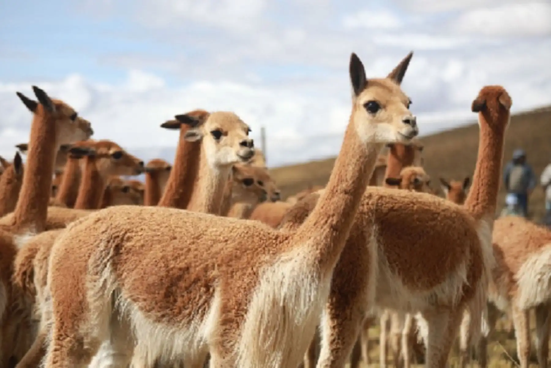 Instituciones trabajarán en cuatro ejes que buscarán erradicar estos actos de crueldad y afectación al patrimonio de fauna silvestre. Foto: ANDINA/Difusión