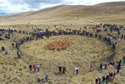 Aproximadamente 250 vicuñas fueron esquiladas a fin de extraer su fibra, una de las más finas del mundo. Al  final de la jornada se obtuvieron 130 vellones de vicuñas y un promedio de 22 kilos de fibra.